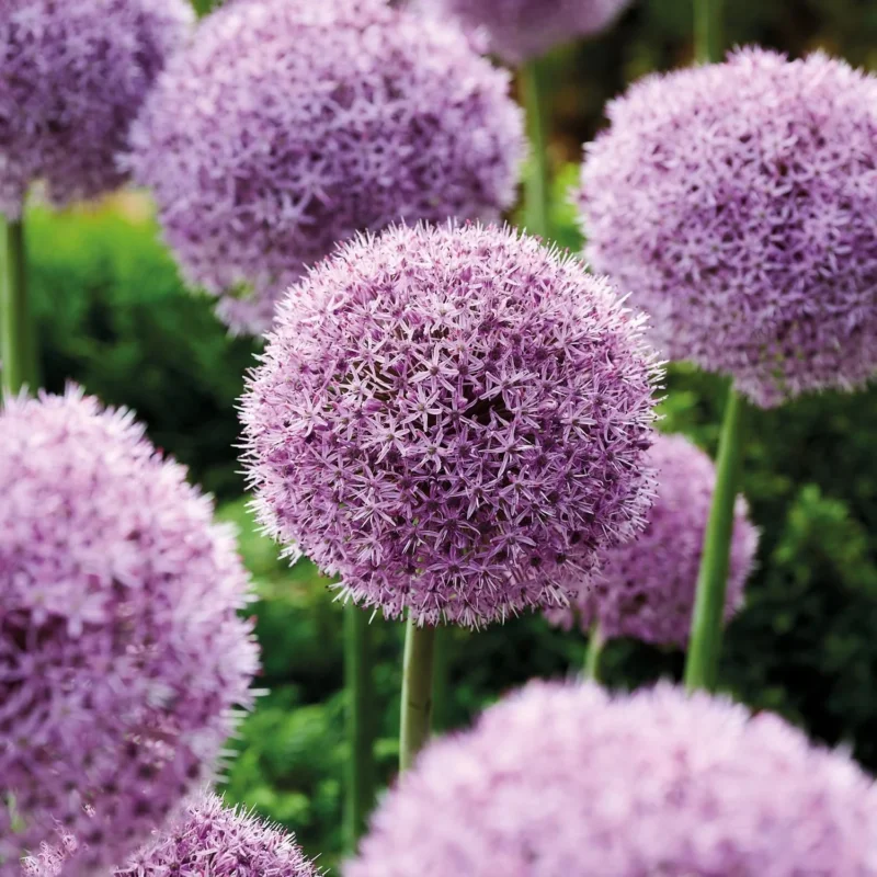 Allium, Zierlauch 'Party Balloons'