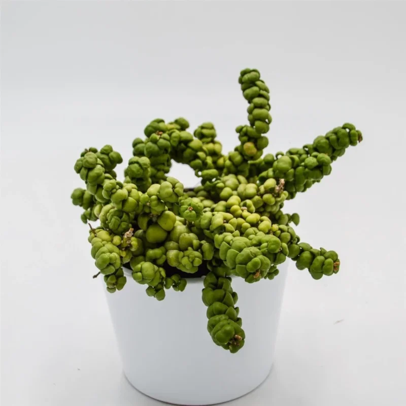 Dischidia nummularia Pangolin Kisses - 9cm