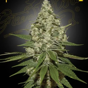Green House Seed Co. Super Lemon Haze Fem. 3St.
