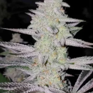 In House Genetics Frozen Grapes Fem 3St.