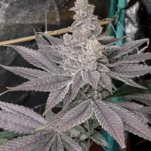 Solfire Gardens Swolfire Fem 6St.